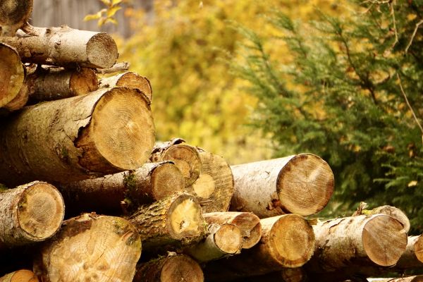 Wood Pile Removal in Kent