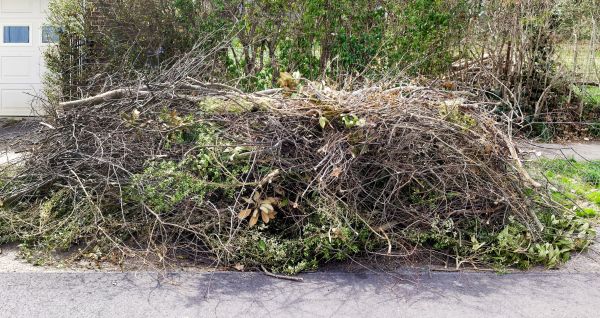Tree Limb Cleanup in Kent