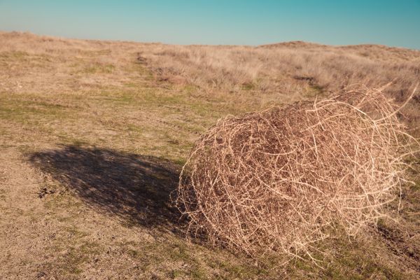 Tumbleweed Removal in Kent