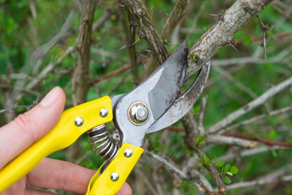 Limbs Removal in Kent
