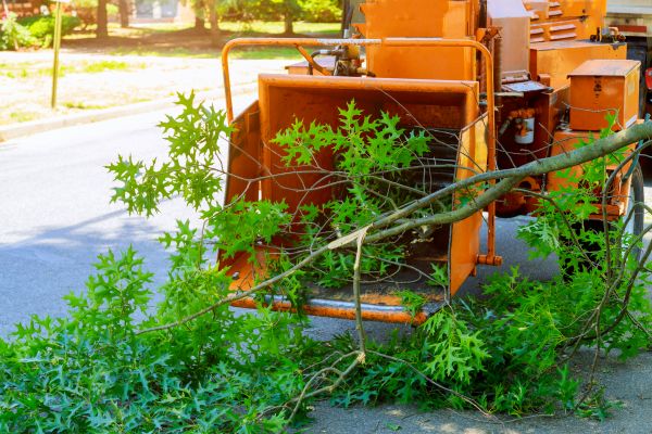 Tree Branches Removal in Kent