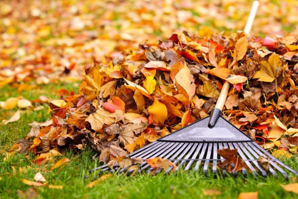 Yard Leaf Removal in Kent