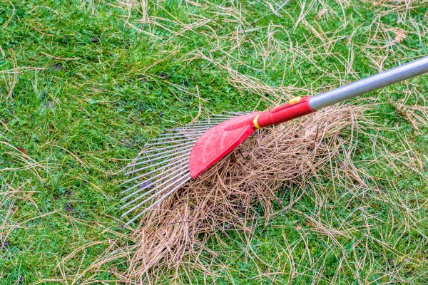 Yard Raking in Kent