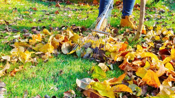 Lawn Cleanup Service in Kent