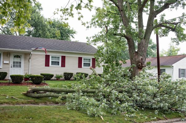 Fallen Branch Removal in Kent